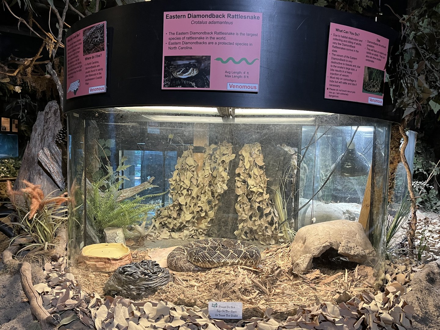 Nature Center-Eastern Diamondback Exhibit