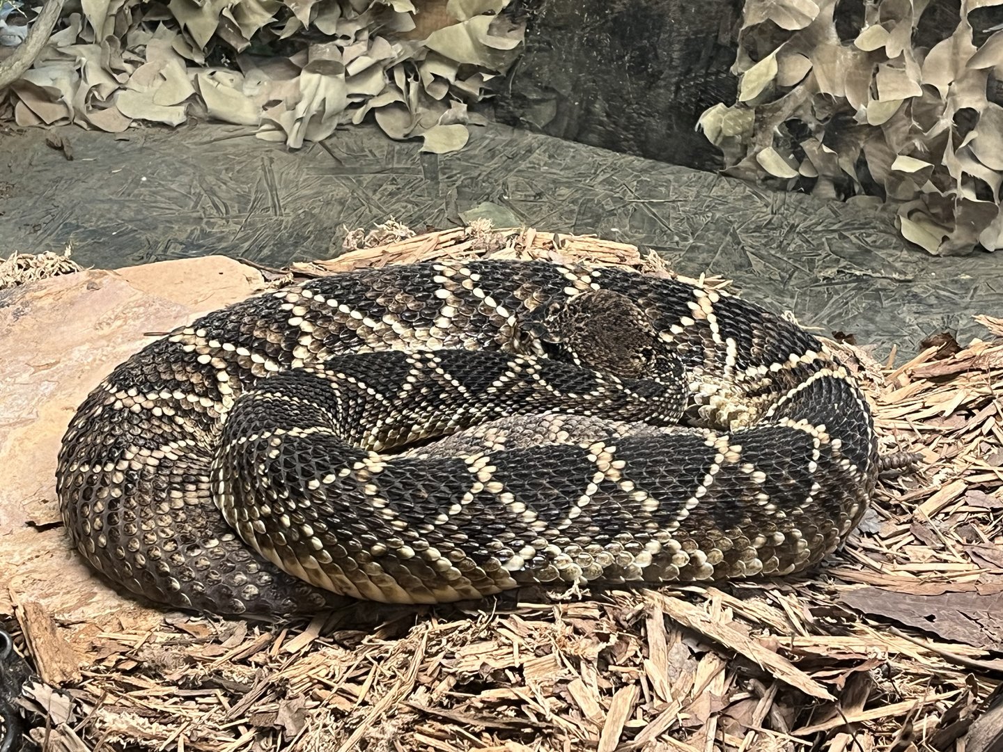 Nature Center-Eastern Diamondback Rattlesnake