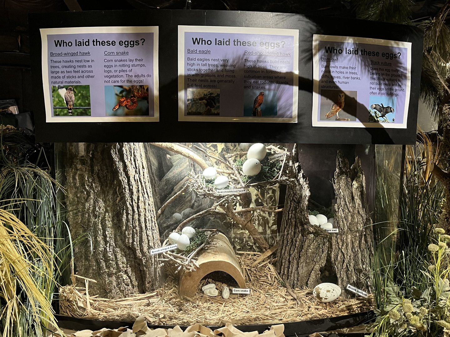 Nature Center-Egg Display