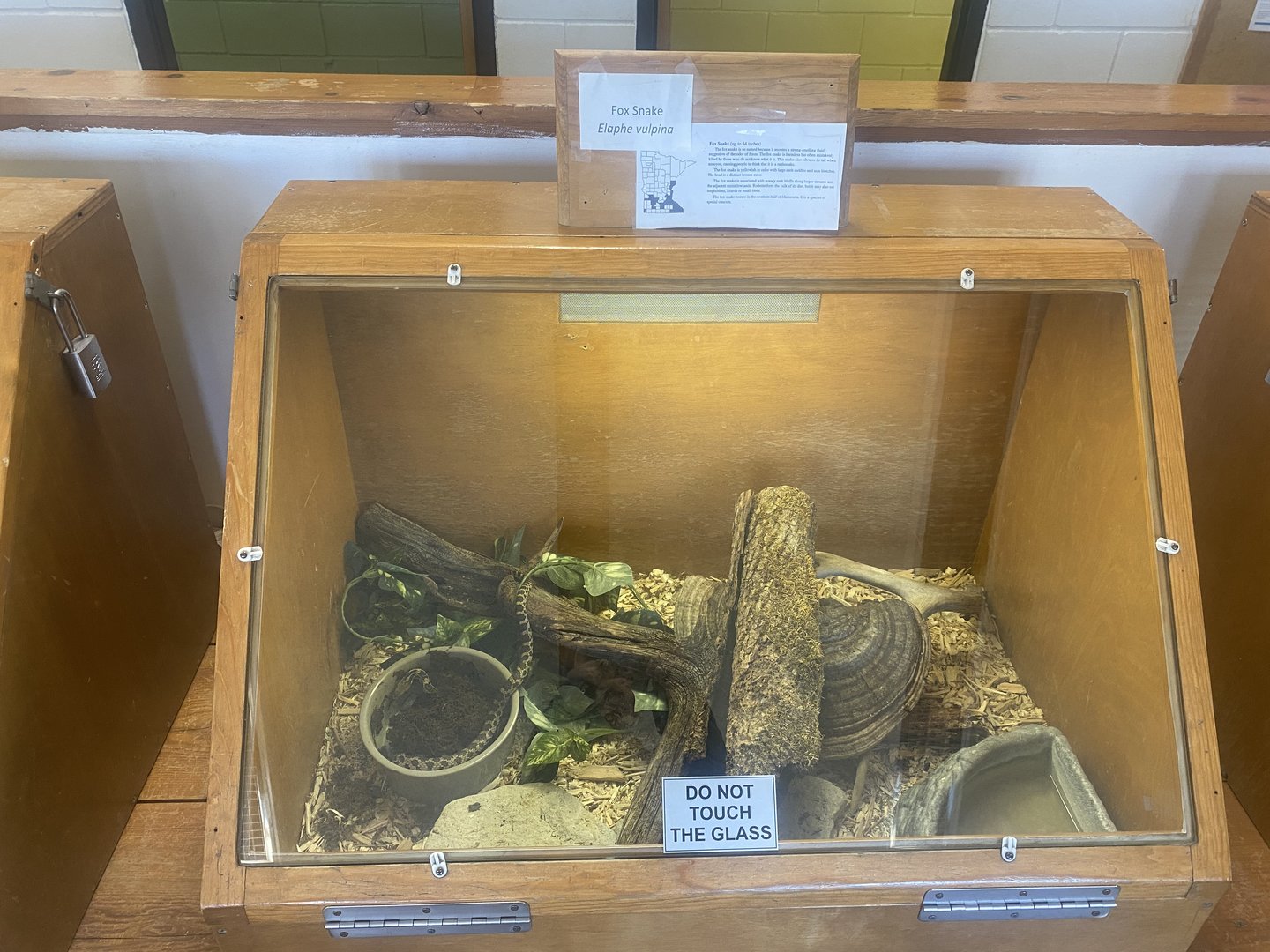 Nature Center - Fox Snake Terrarium