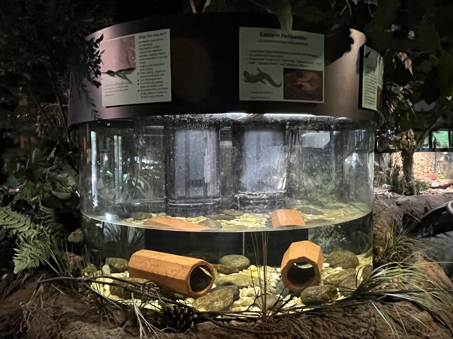 Nature Center-Hellbender Exhibit