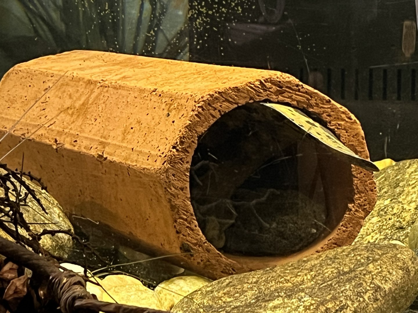 Nature Center-Hellbender