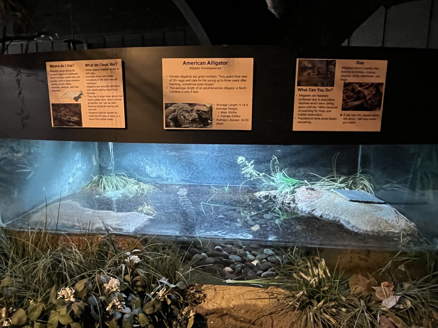 Nature Center-Juvenile Alligator Exhibit