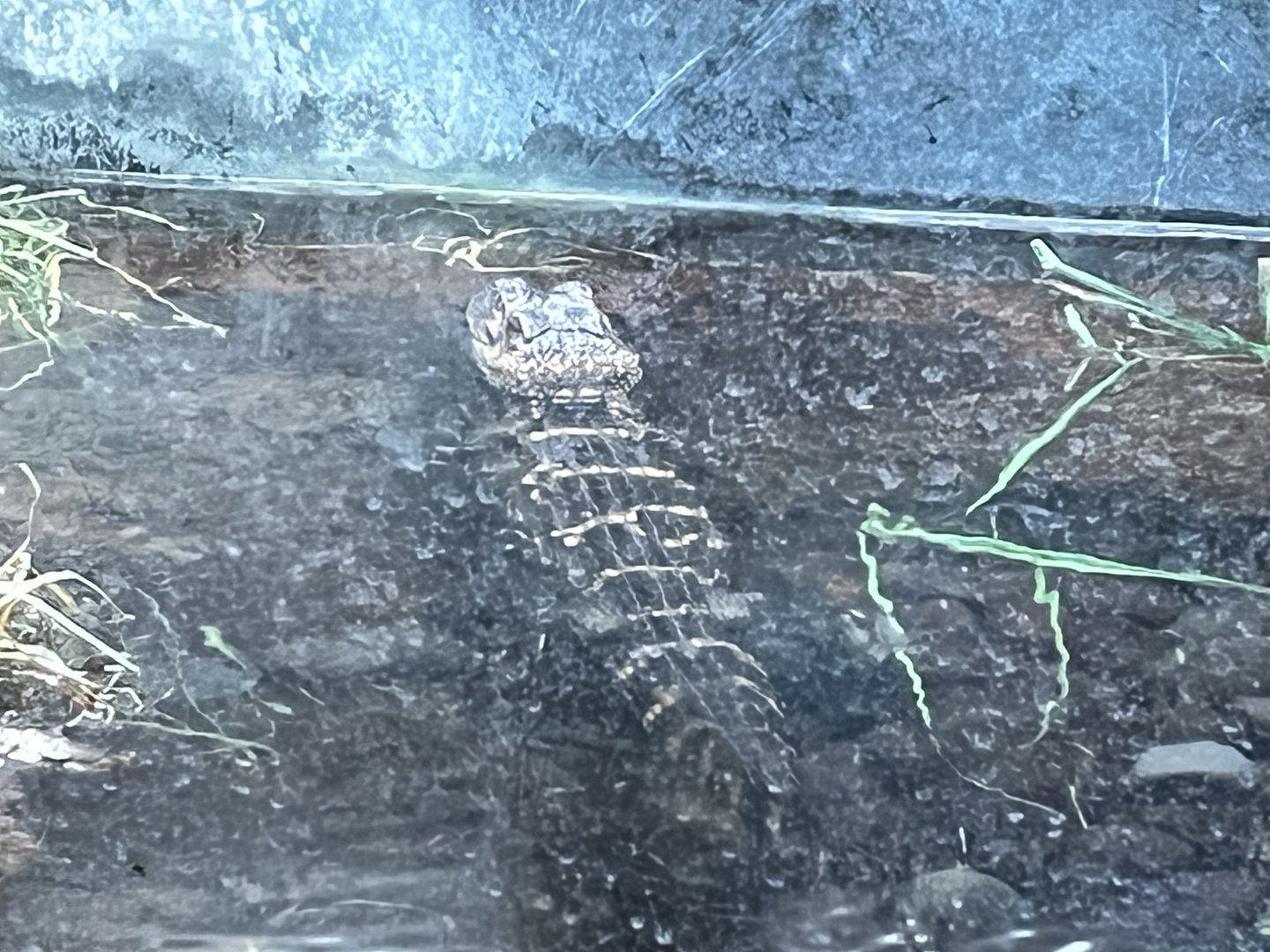 Nature Center-Juvenile Alligator