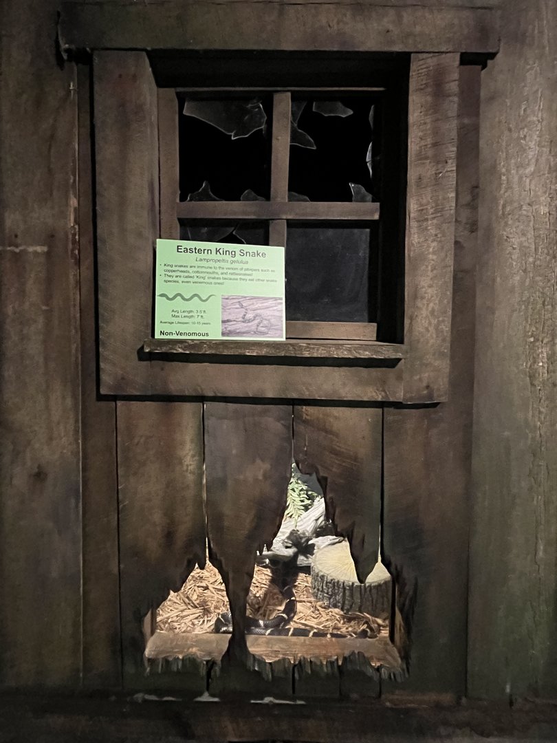 Nature Center-Kingsnake Exhibit