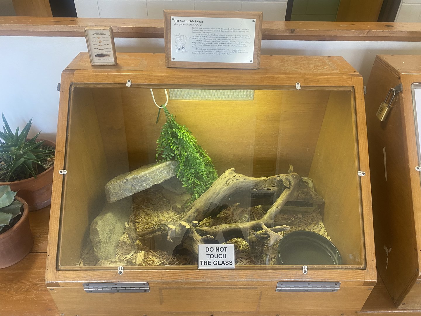 Nature Center - Milk Snake Terrarium