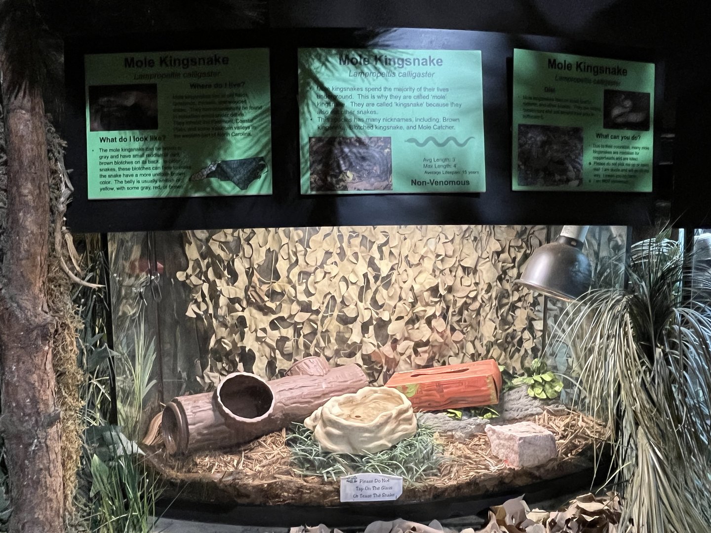 Nature Center-Mole Kingsnake Exhibit