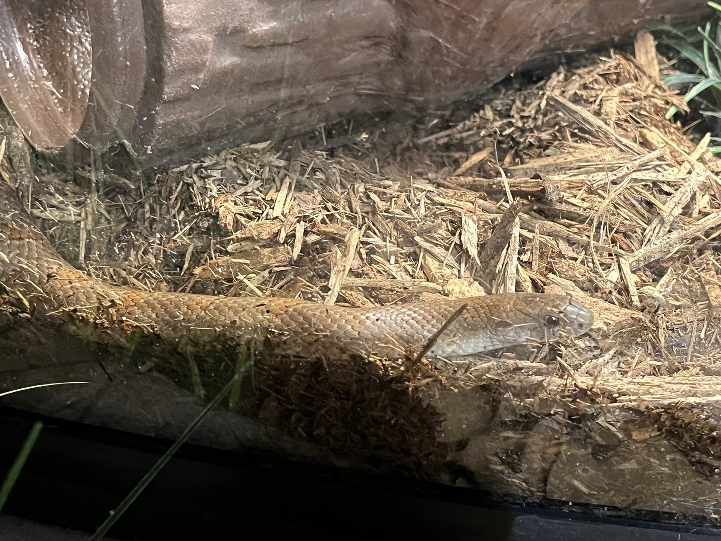 Nature Center-Mole Kingsnake