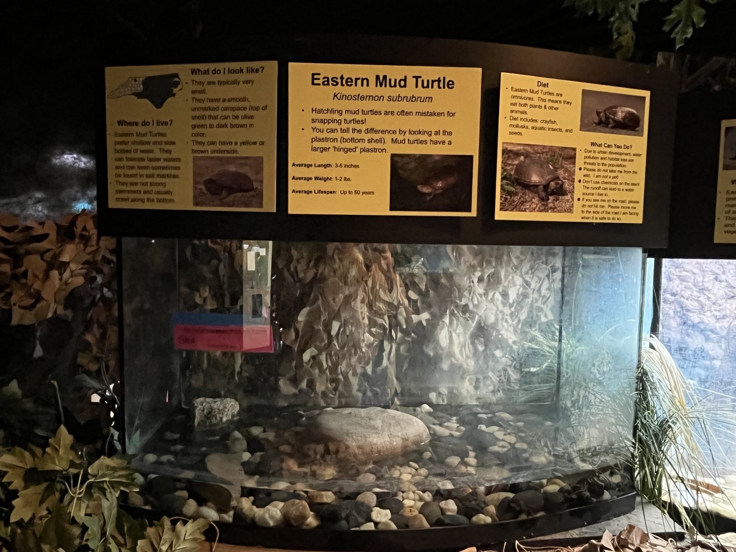 Nature Center-Mud Turtle Exhibit