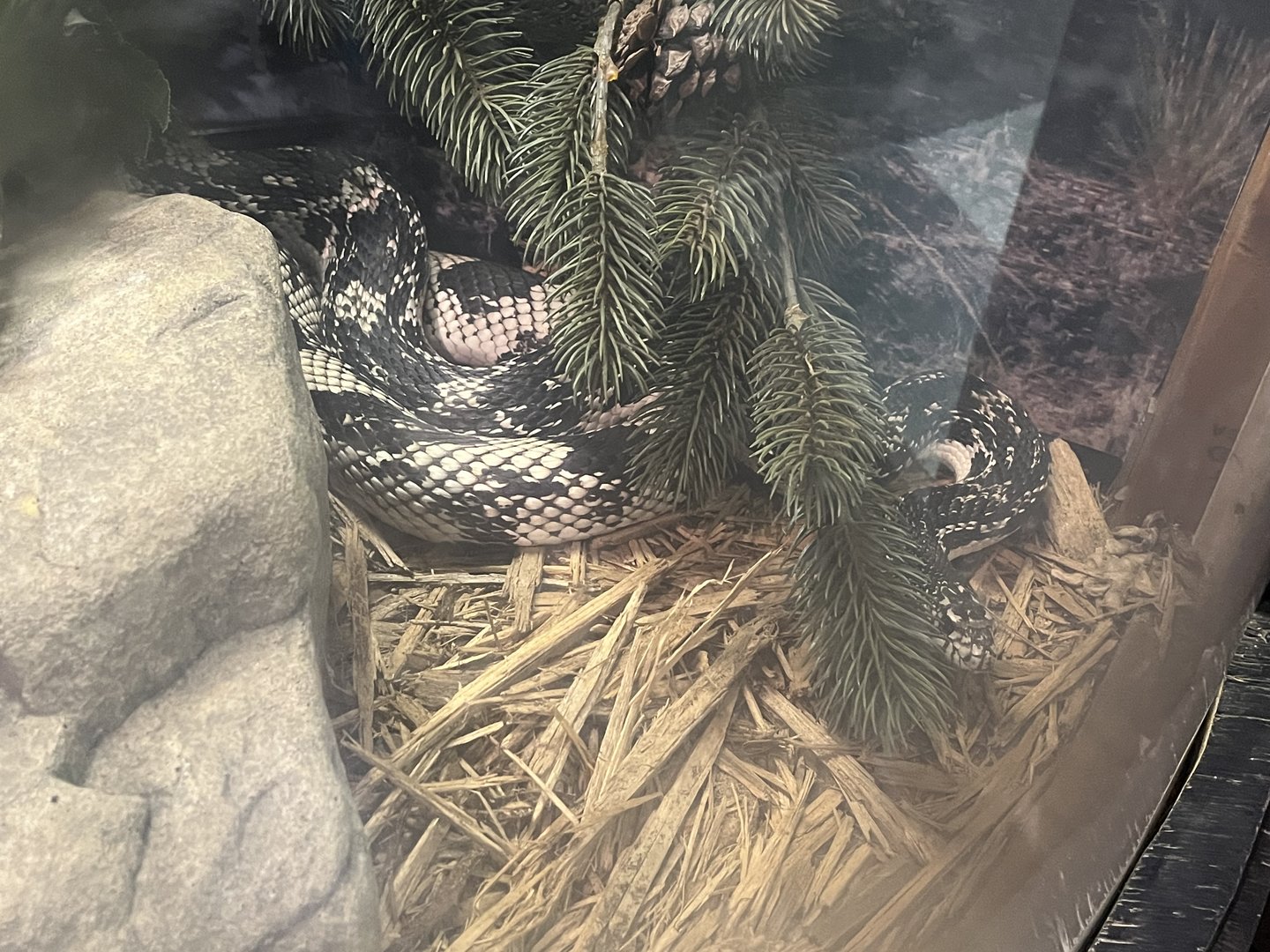 Nature Center-Pine Snake