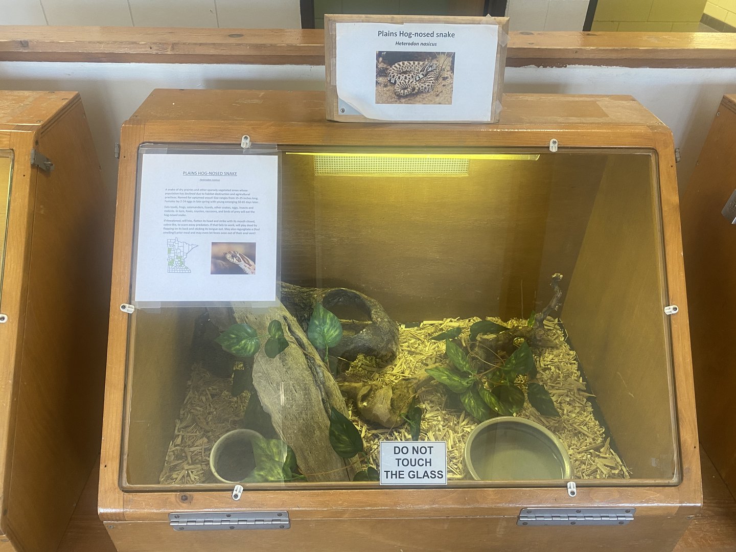Nature Center - Plains Hognose Snake Terrarium
