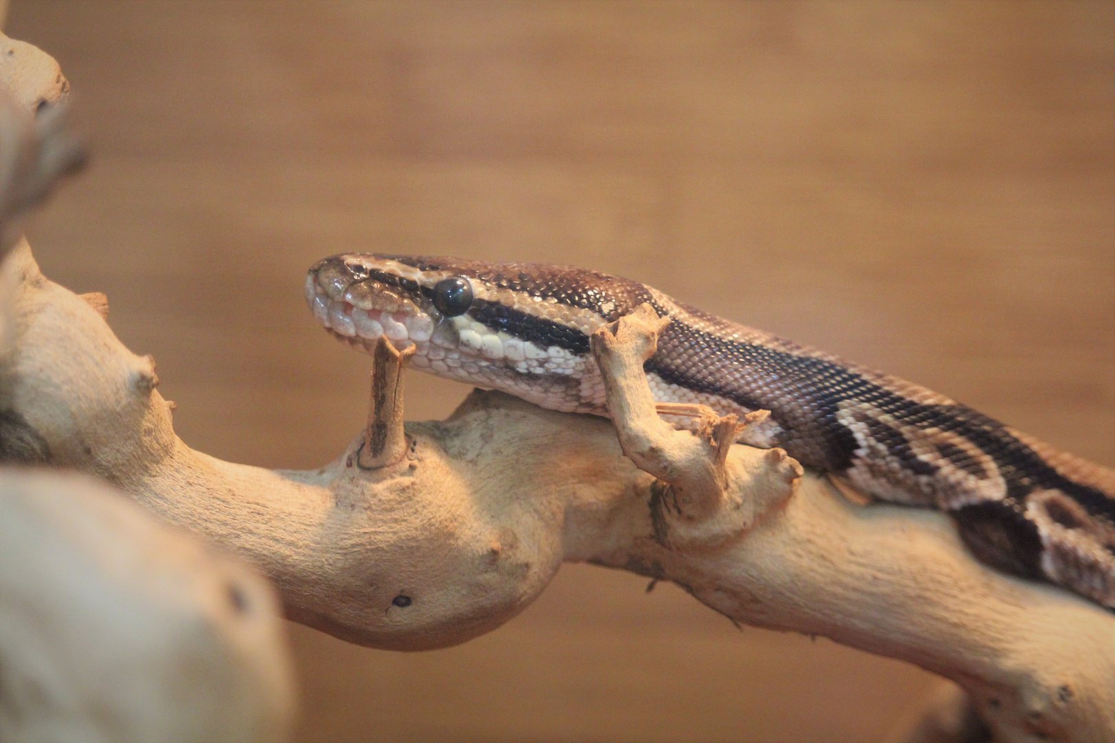 Nature Center - Reptile Room - Ball Python