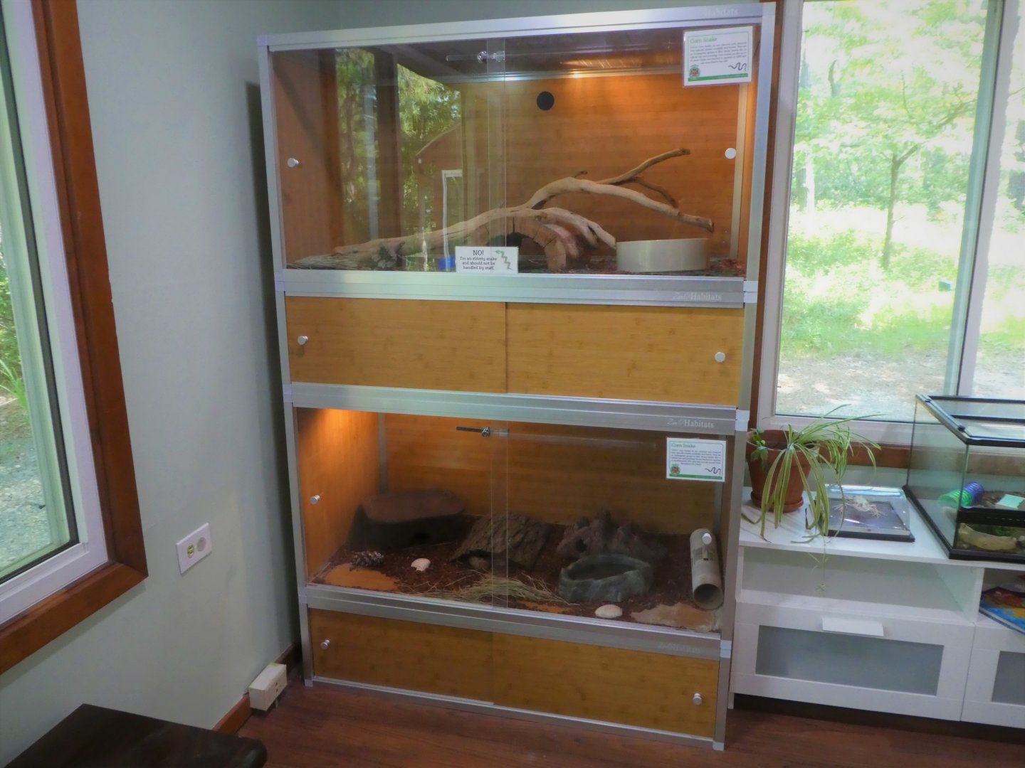 Nature Center - Reptile Room - Corn Snake Exhibits