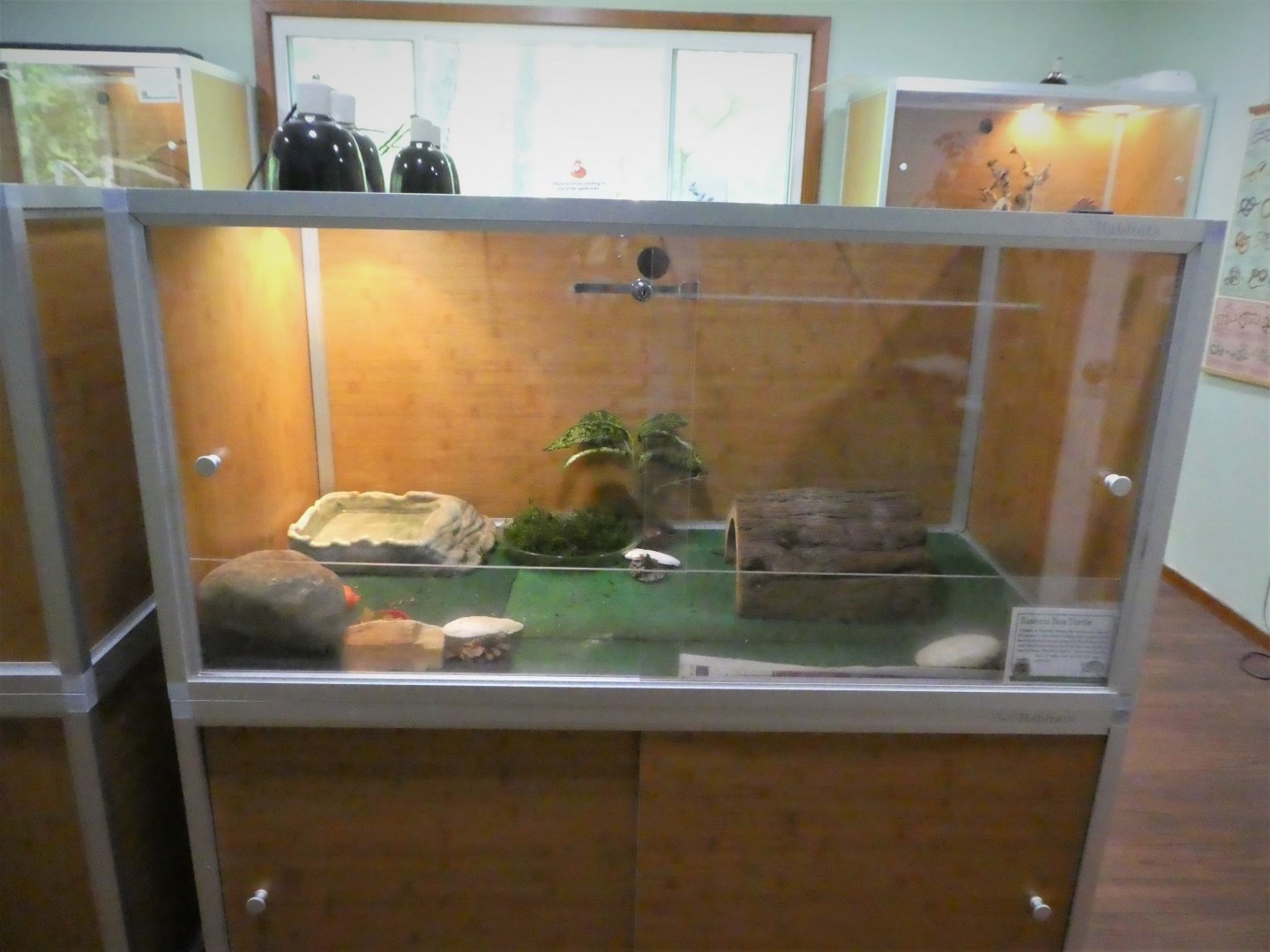 Nature Center - Reptile Room - One of 3 Eastern Box Turtle Exhibits