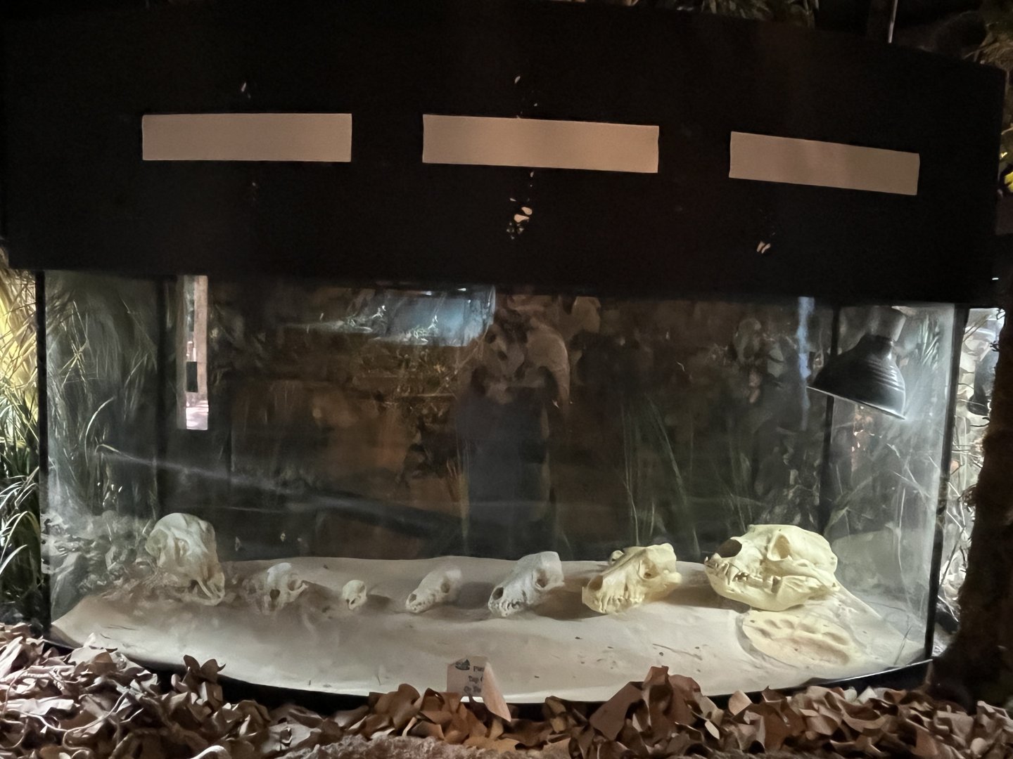 Nature Center-Skull Display