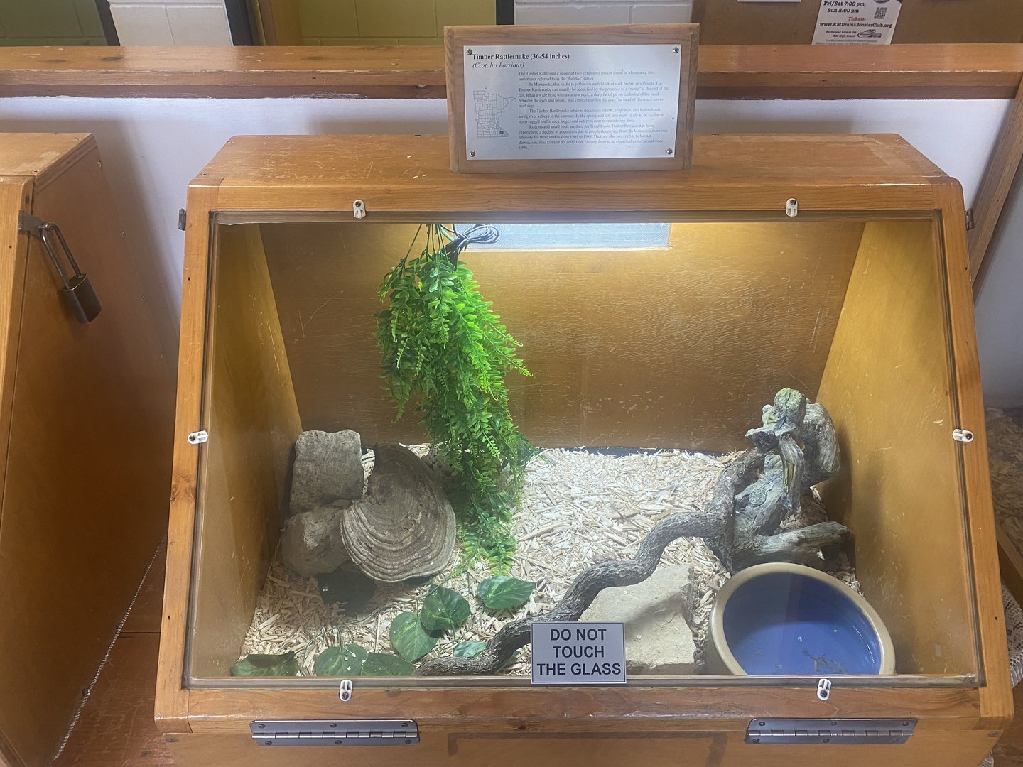 Nature Center - Timber Rattlesnake Terrarium