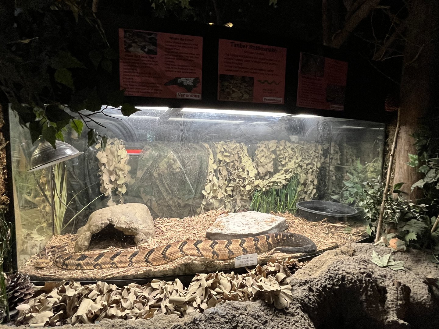 Nature Center-Timber Rattlesnake