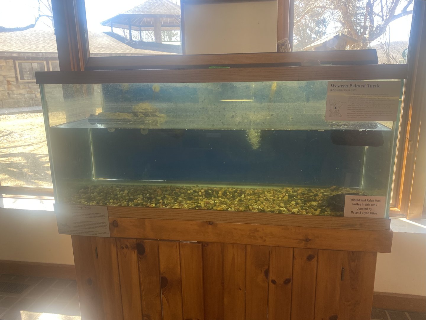 Nature Center - Western Painted Turtle Tank