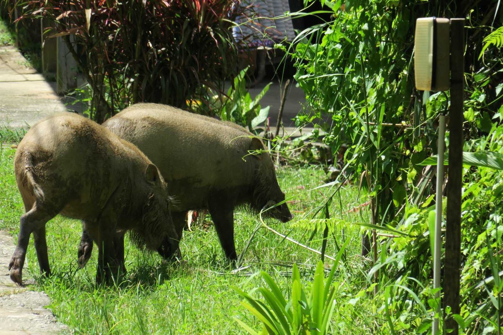 Nature Lodge Kinabatangan