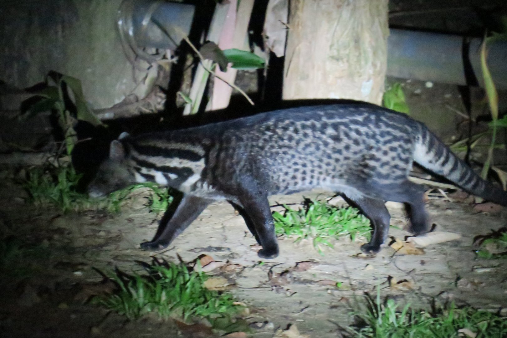 Nature Lodge Kinabatangan