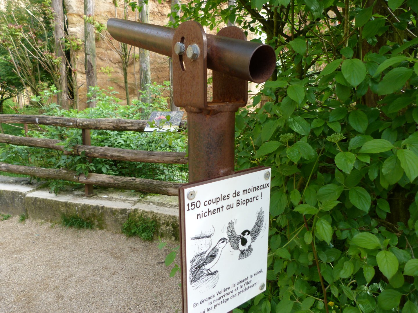 Nature peephole -Bioparc de Doué la Fontaine (2025)