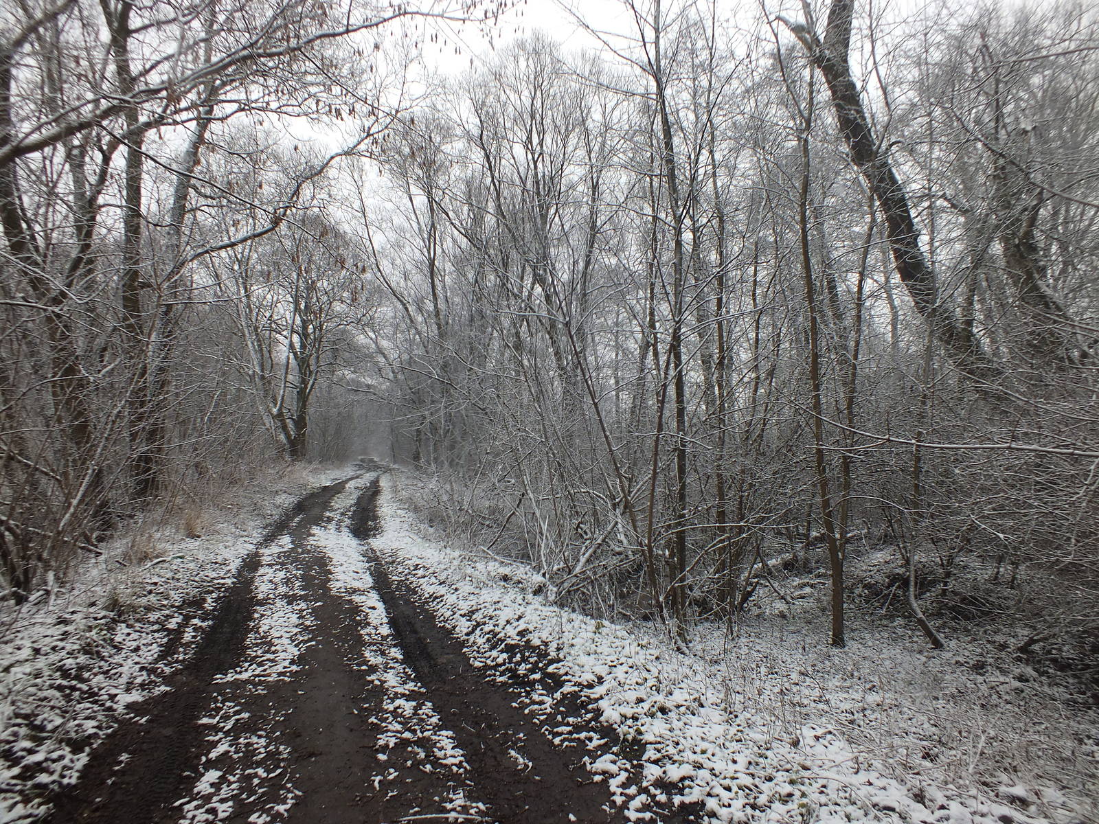 Nature Reserve in the Snow
