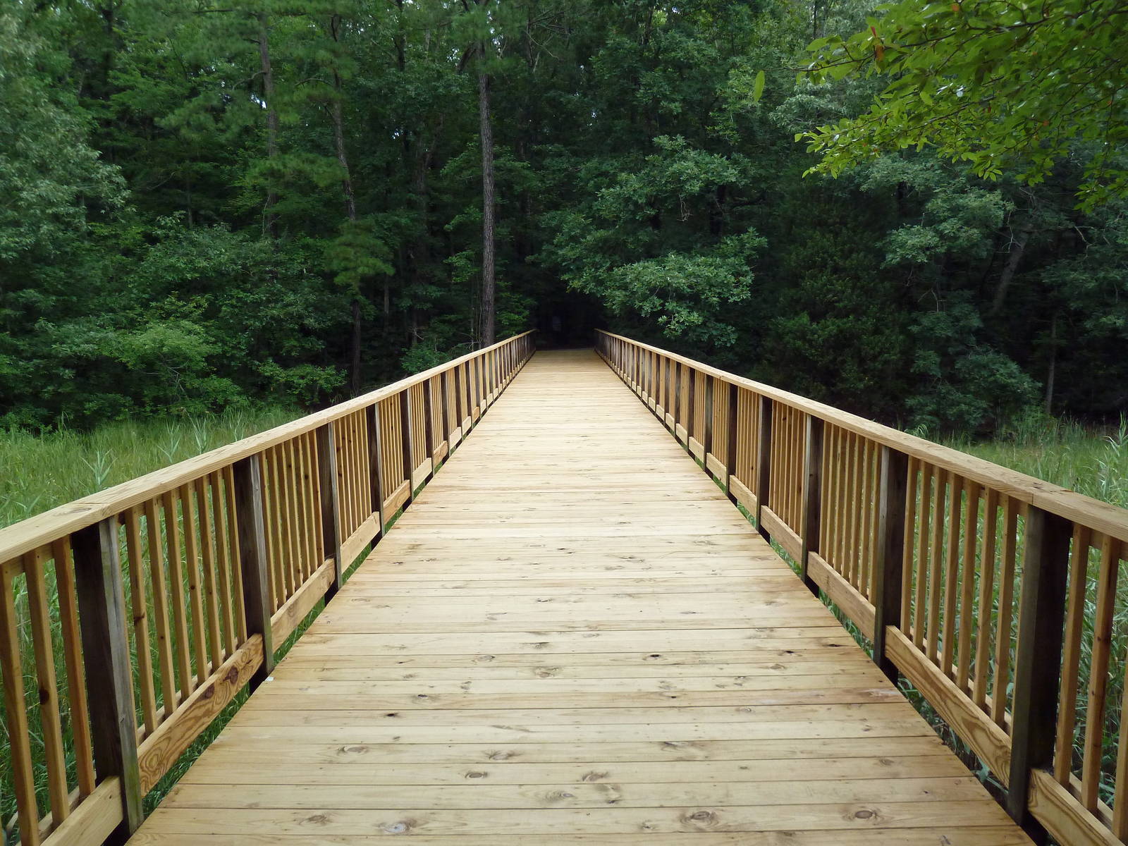 Nature Trail Boardwalk