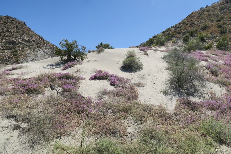 Nature Trail - Spring flowers