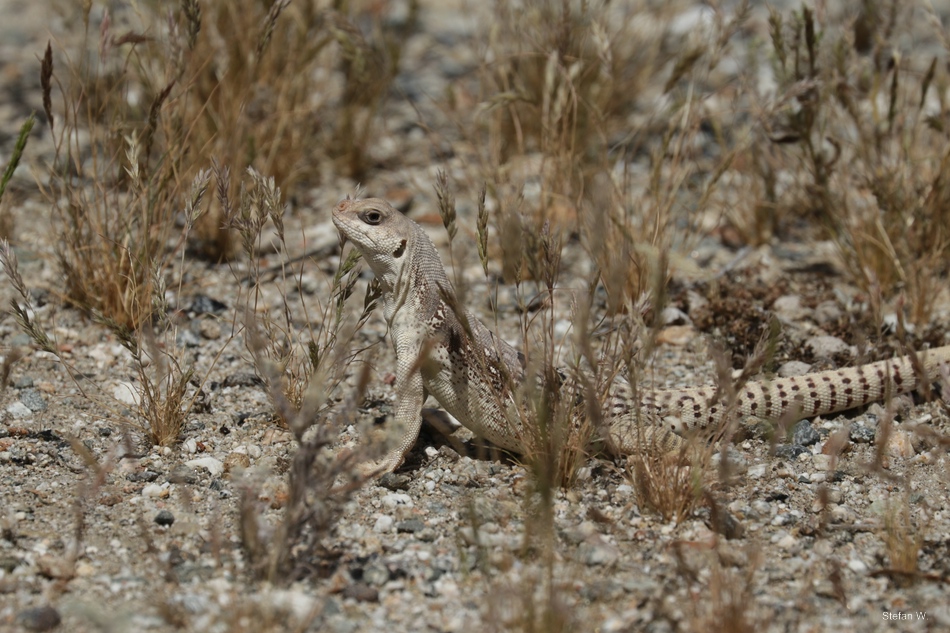 Nature trail - wild Desert iguana (Dipsosaurus dorsalis dorsalis)