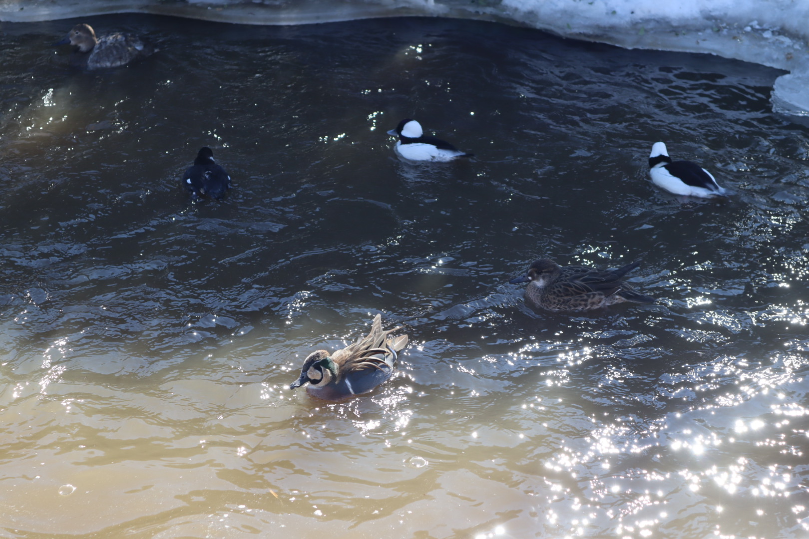 Nature’s Neighborhood - Baikal Teal and Buffleheads