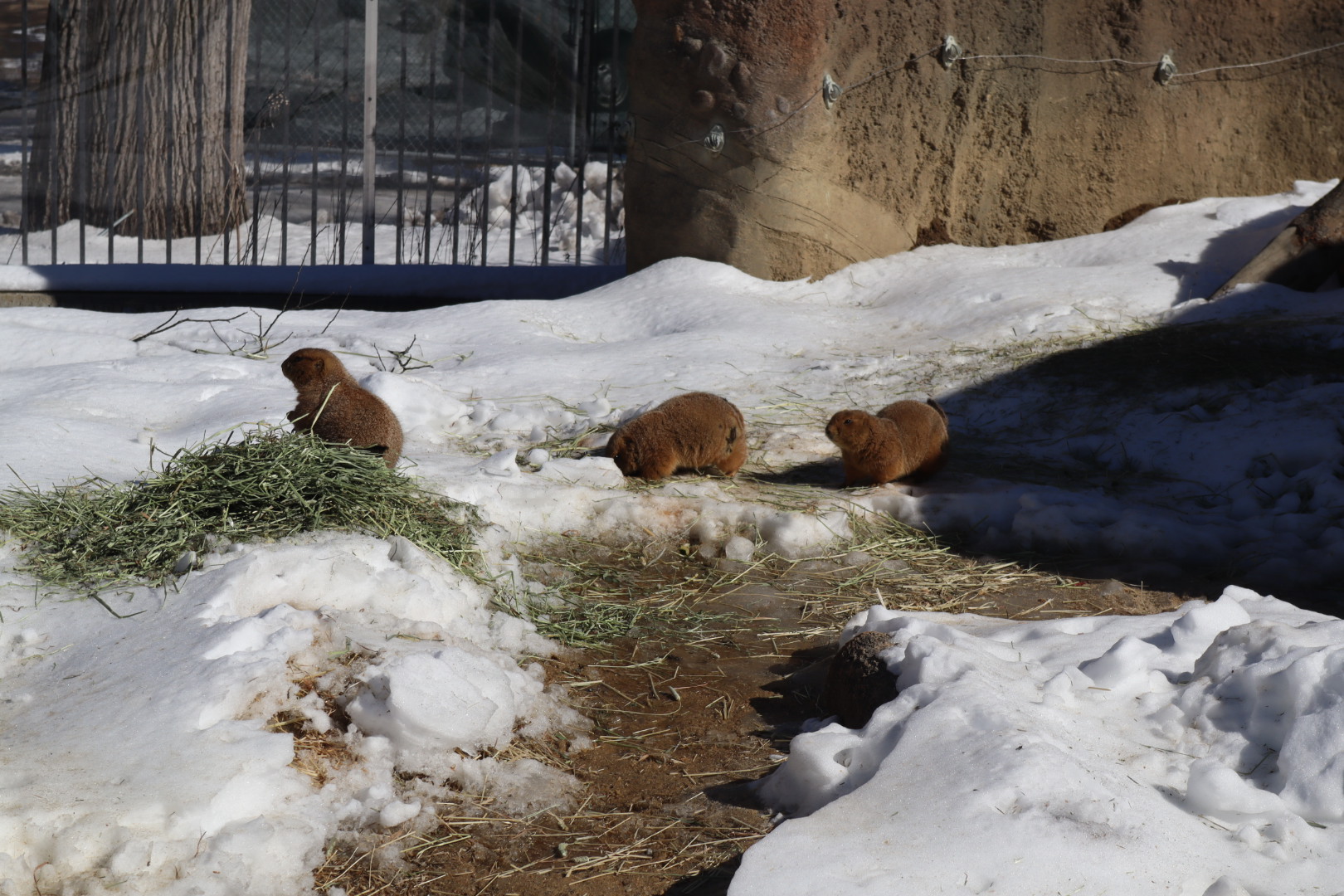 Nature’s Neighborhood - Black Tailed Prairie Dog