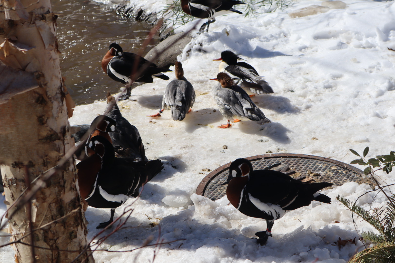 Nature’s Neighborhood - Red-Breasted Geese and Common Mergansers
