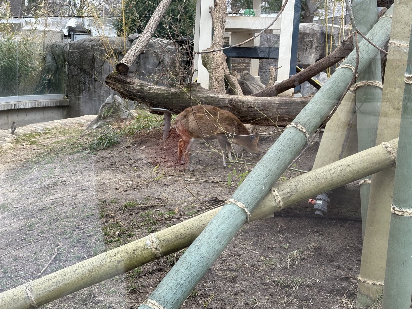 Nature’s Neighborhood - Reeve’s Muntjac