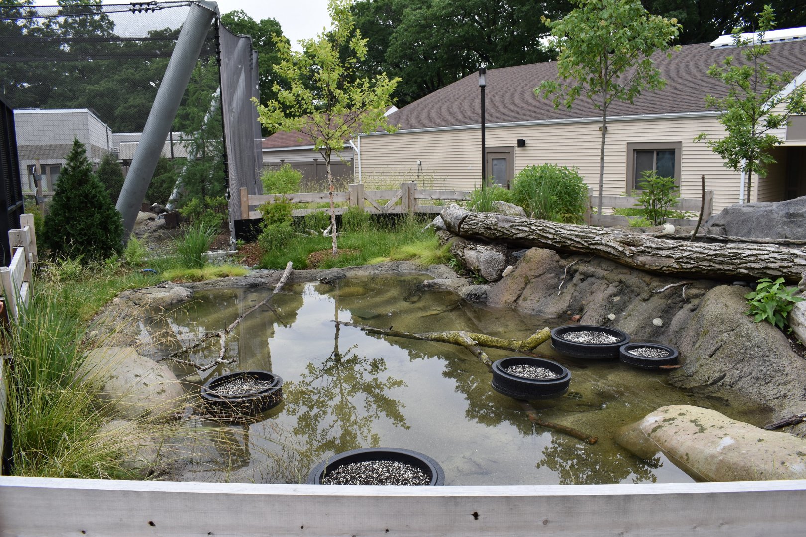 Nature's Neighborhoods - Blanding's Turtle Exhibit