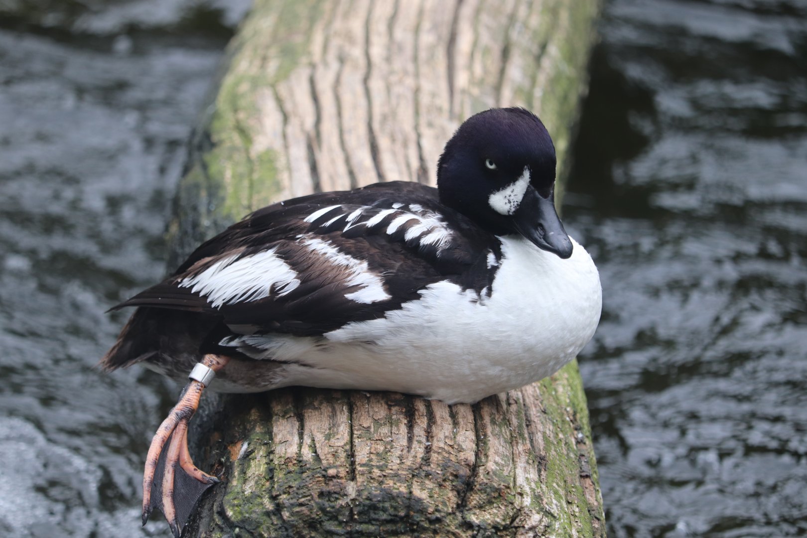 Nature’s Neighborhoods Children's Zoo - Barrow's Goldeneye