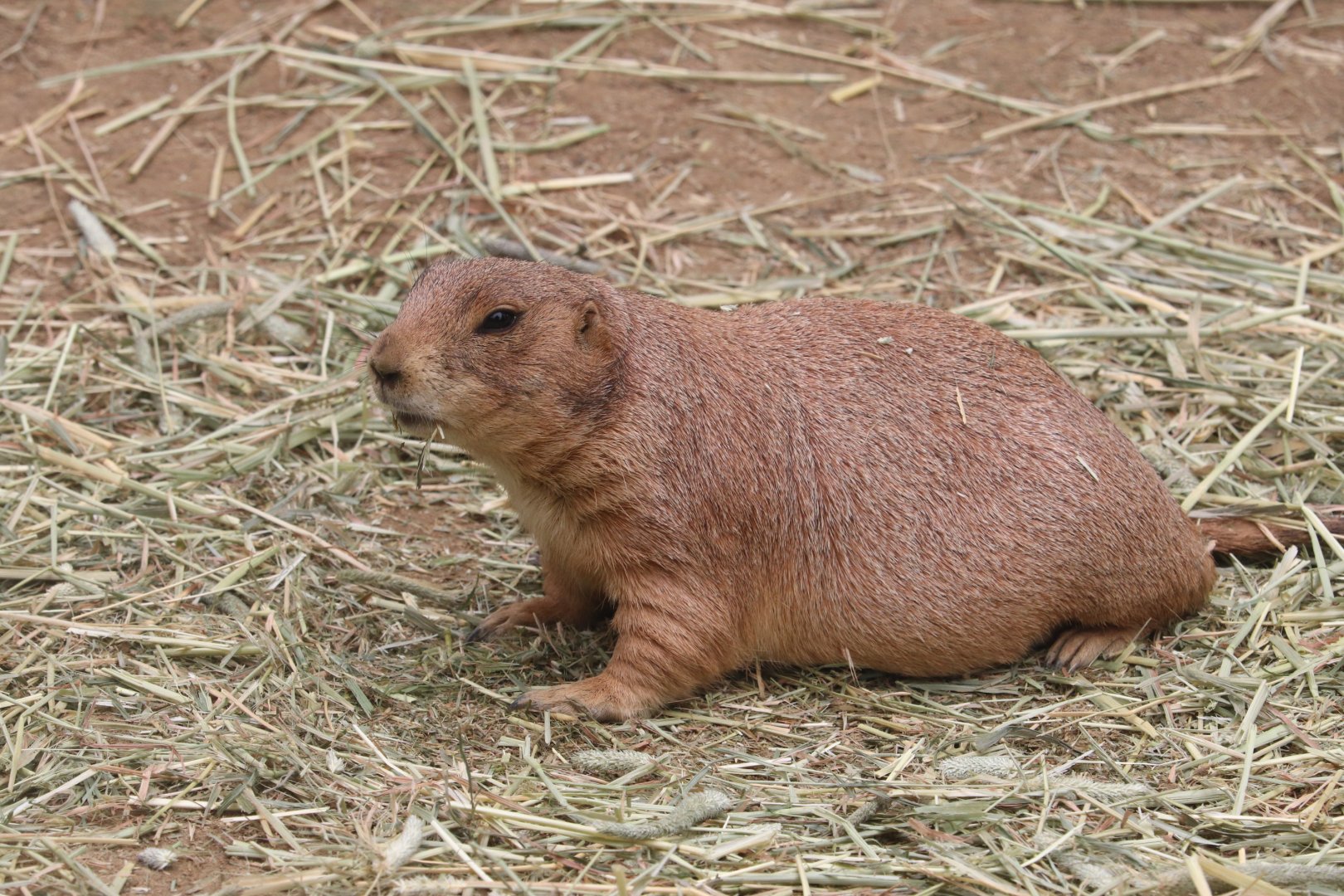 Nature’s Neighborhoods Children's Zoo - Black-Tailed Prairie Dog