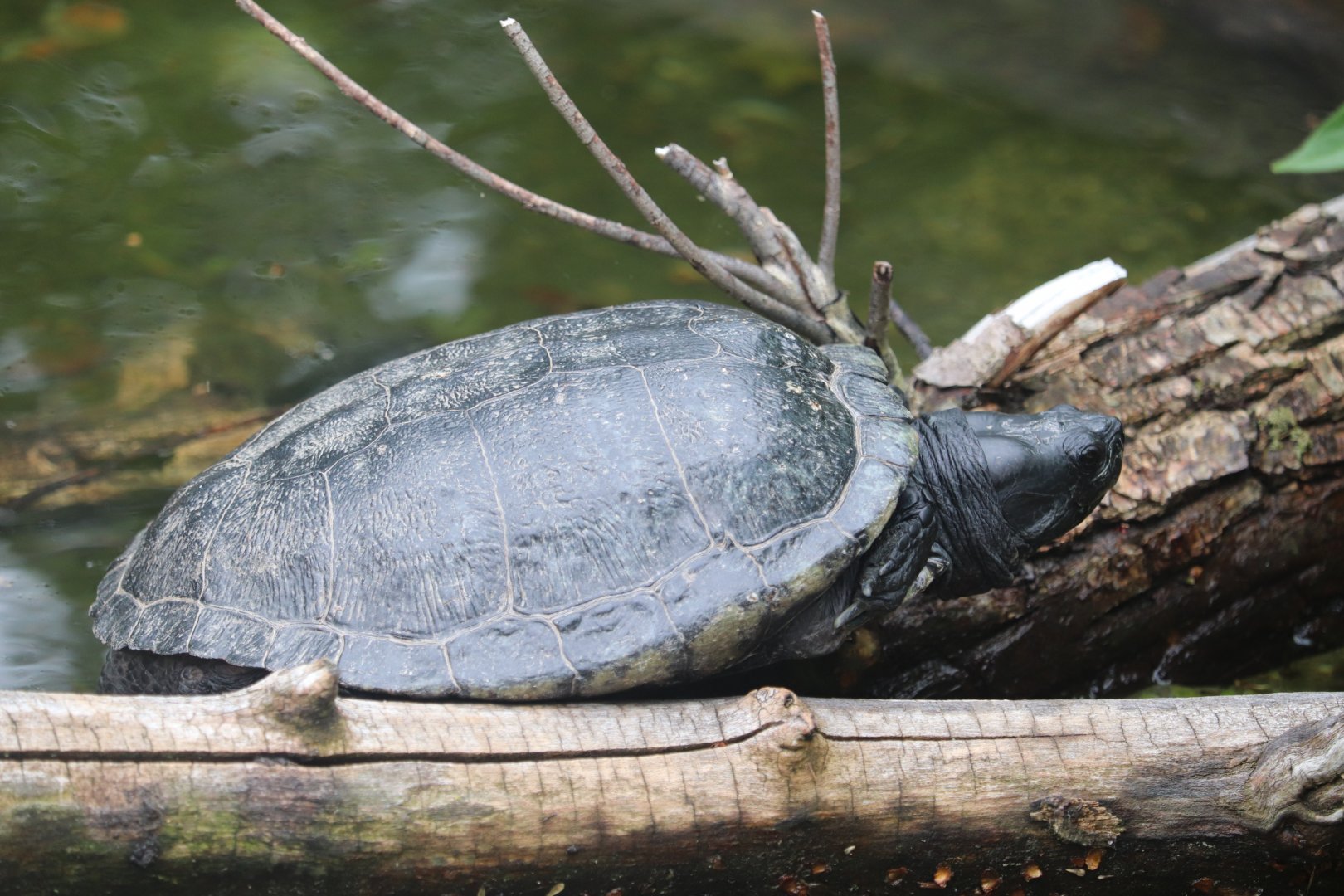 Nature’s Neighborhoods Children's Zoo - Blanding's Turtle