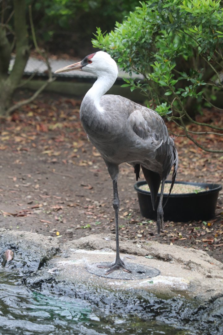 Nature’s Neighborhoods Children's Zoo - Hooded Crane