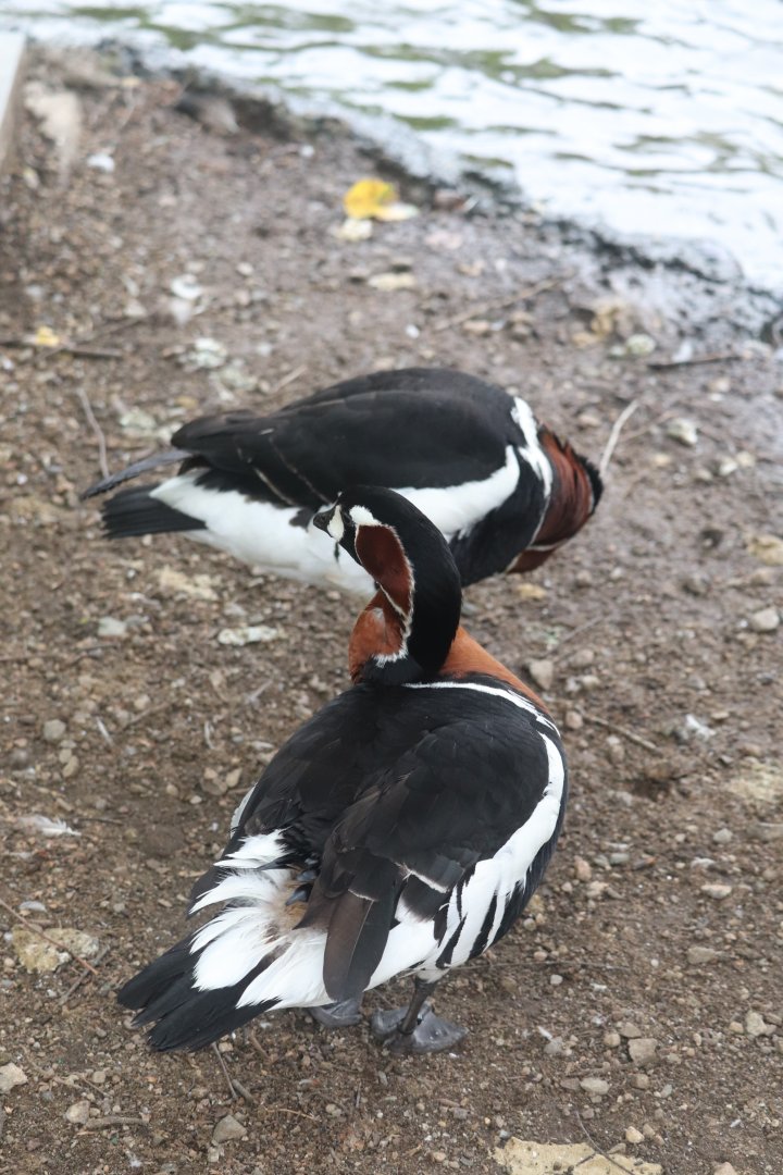 Nature’s Neighborhoods Children's Zoo - Red-Breasted Goose