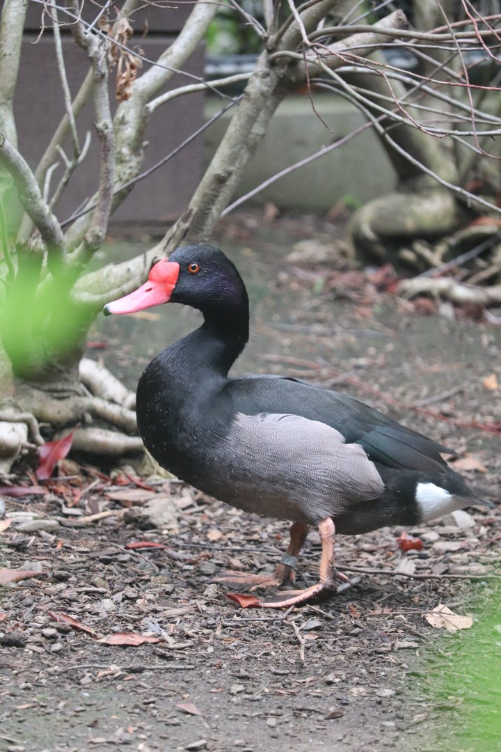 Nature’s Neighborhoods Children's Zoo - Rosy-Billed Pochard