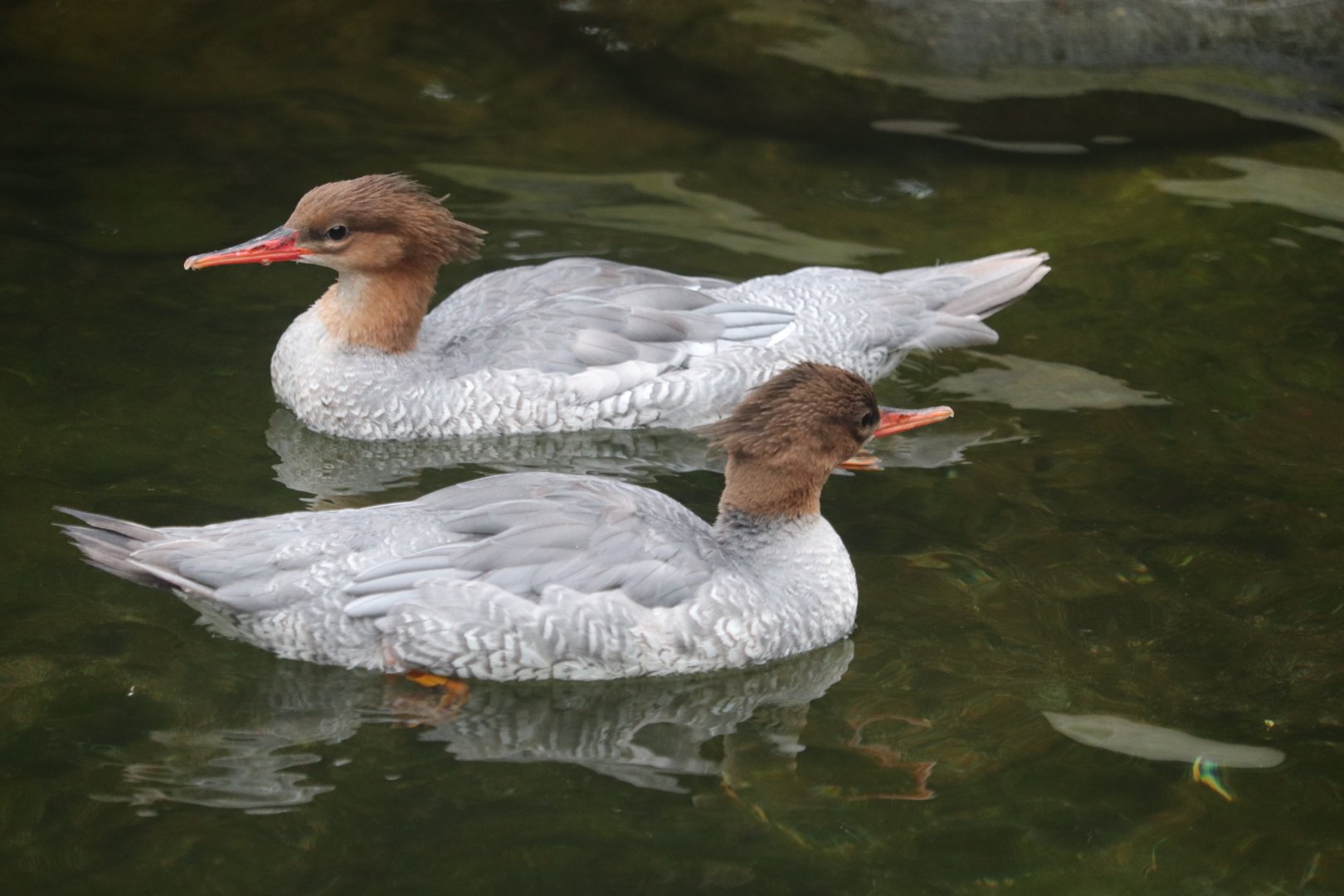 Nature’s Neighborhoods Children's Zoo - Scaly-Sided Merganser
