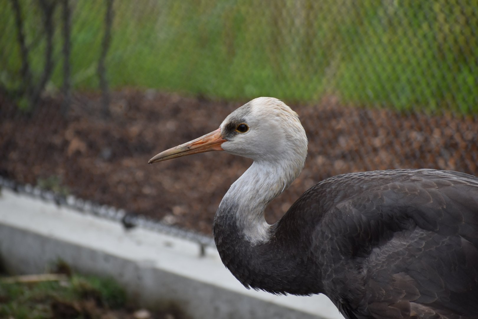 Nature's Neighborhoods - Hooded Crane