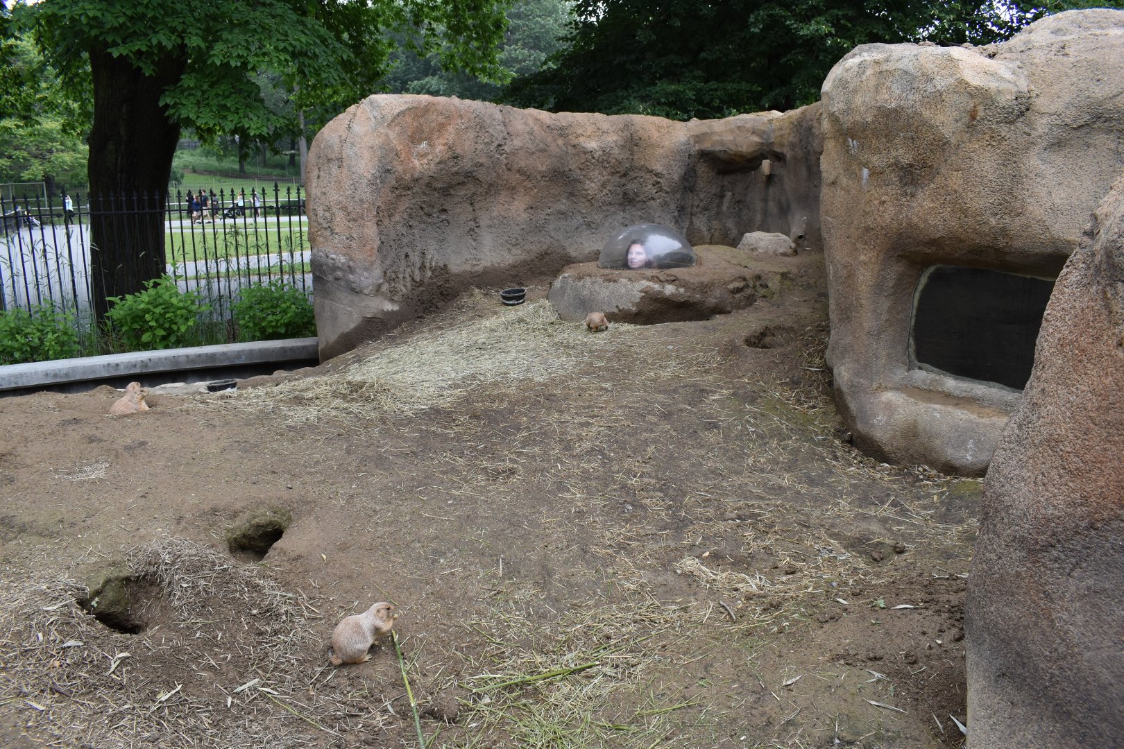 Nature's Neighborhoods - Prairie Dog Exhibit
