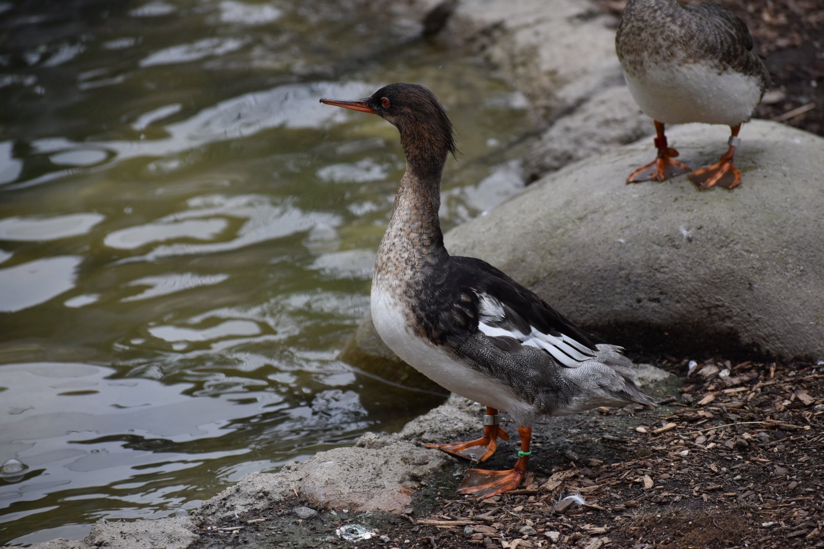 Nature's Neighborhoods - Red-breasted Merganser