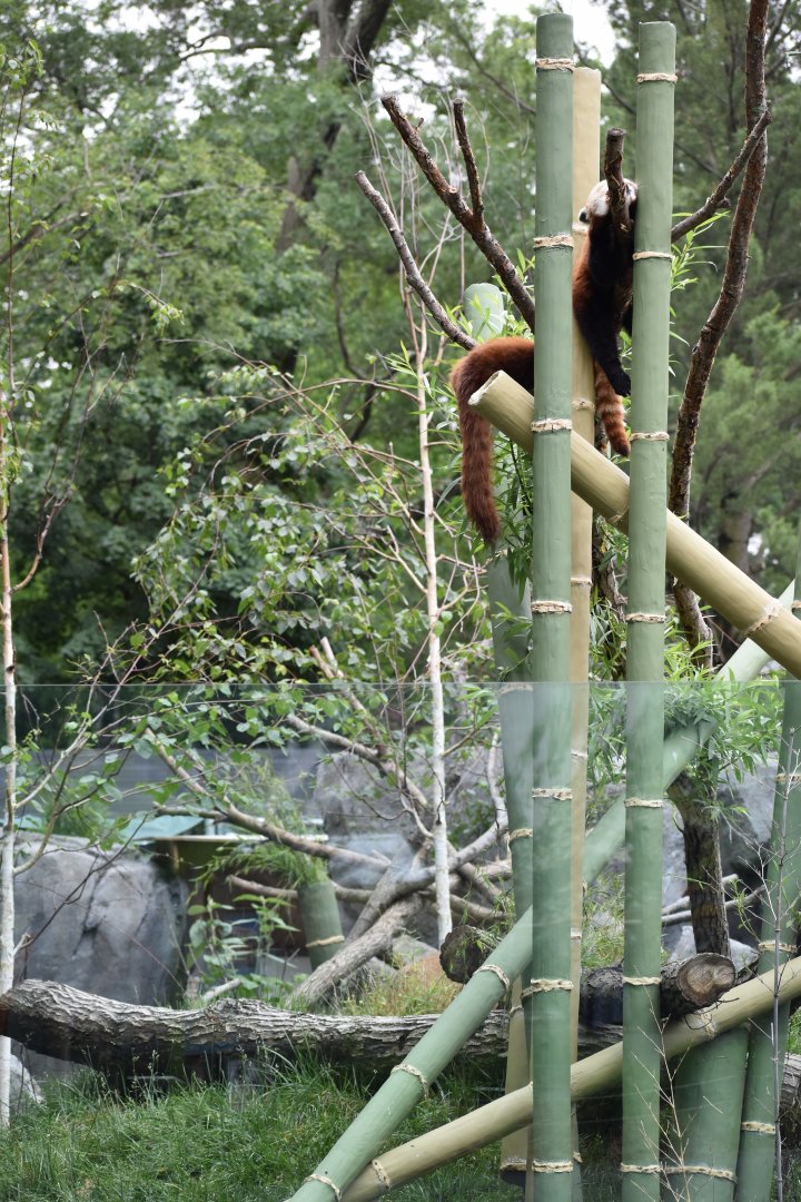 Nature's Neighborhoods - Red Panda/Reeves' Muntjac Exhibit