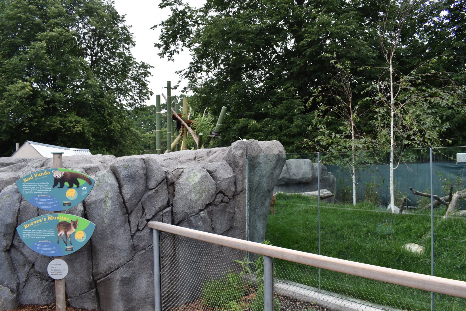 Nature's Neighborhoods - Red Panda/Reeves' Muntjac Exhibit