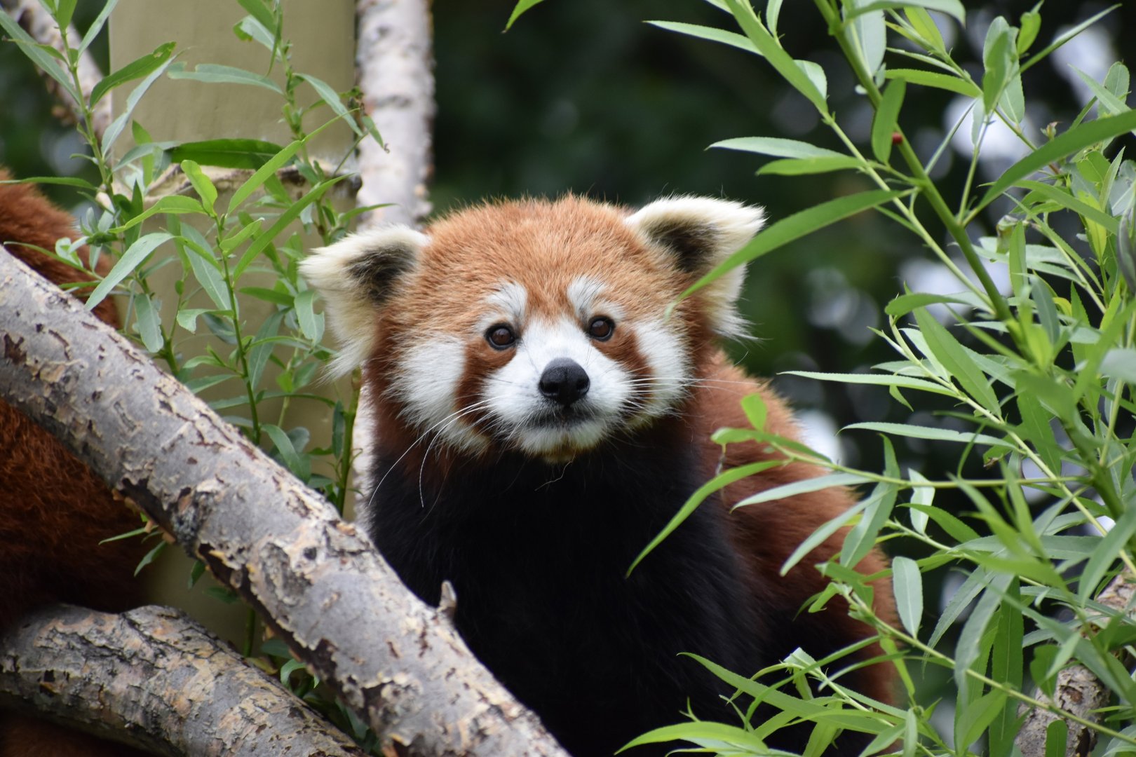 Nature's Neighborhoods - Red Panda