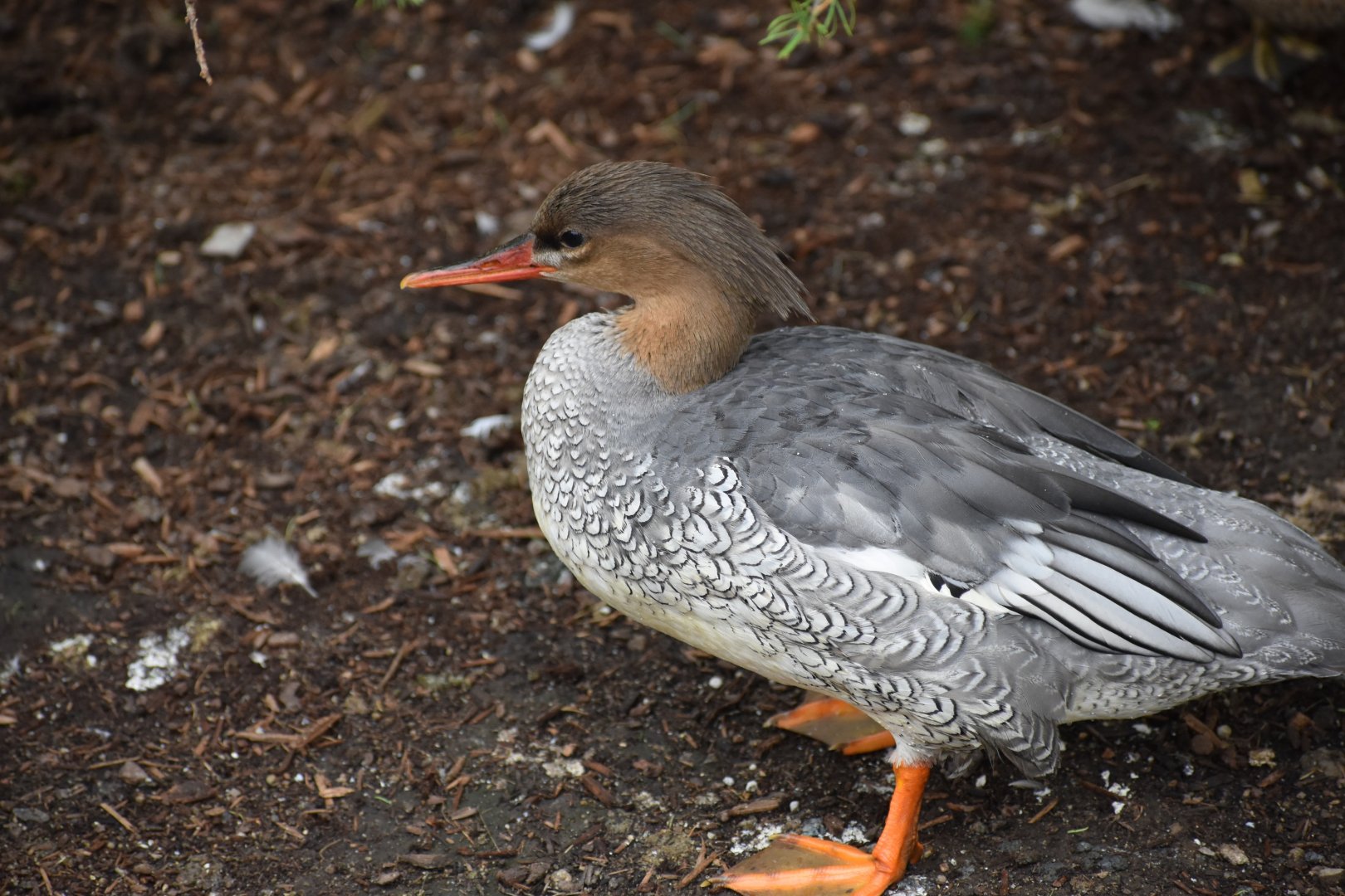 Nature's Neighborhoods - Scaly-sided Merganser