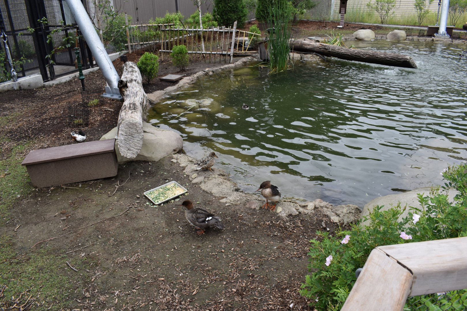 Nature's Neighborhoods - Wetlands Aviary