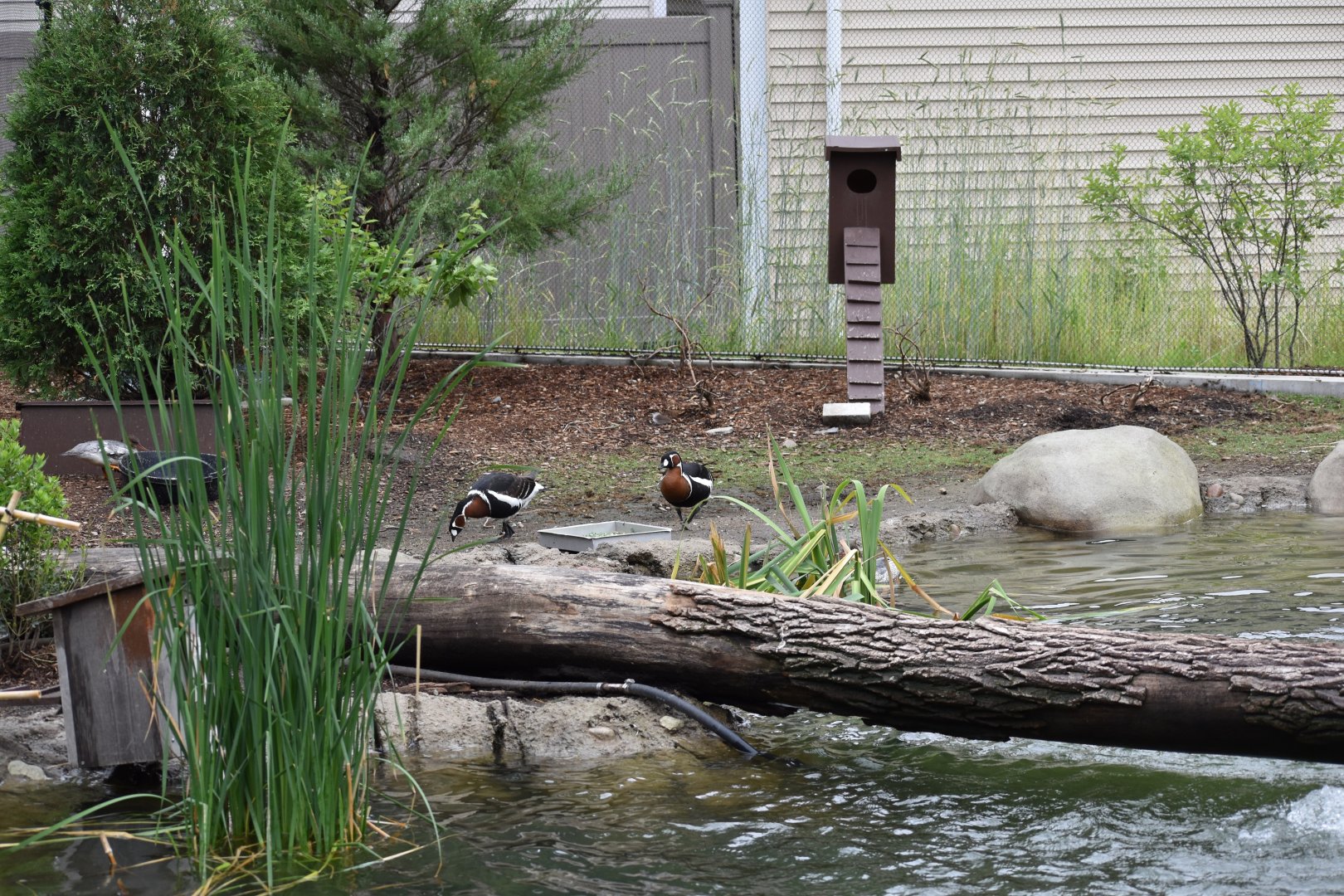 Nature's Neighborhoods - Wetlands Aviary